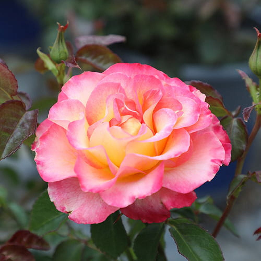 True Bloom by Altman Plants 'True Bliss' PP28929 Pink Rose