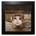 thumbnail image 1 of animal funny cat photograph black square frame picture wall tabletop, 1 of 3