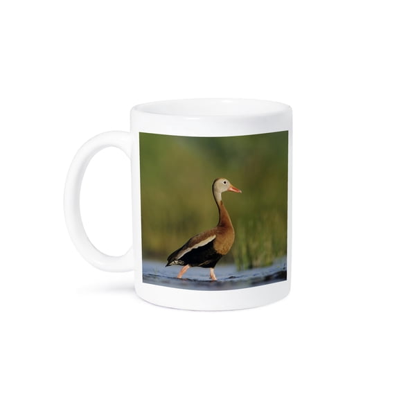 3dRose, Black-bellied Whistling-Duck, Corpus Christi, TX - NA02 RNU0372 - Rolf Nussbaumer, 15oz Mug