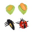 thumbnail image 4 of Figura del ciclo de vida de los animales, material didáctico para el aprendizaje preescolar para niños y niñas. mariquita 5x5cm, 4 of 9