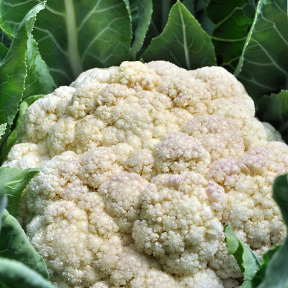 Self Blanche Cauliflower Seeds - 3 g Packet ~500 Seeds - Non-GMO, Heirloom - Vegetable Gardening, Microgreens by Mountain Valley Seeds
