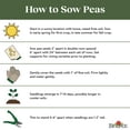 thumbnail image 6 of Burpee Super Snappy Pea Seed, Annual Vegetable Seed, Full Sun, 6 of 6