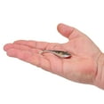 thumbnail image 2 of Berkley PowerBait® Power® Switch, 3 in, HD Red Belly Goby, 2 of 4