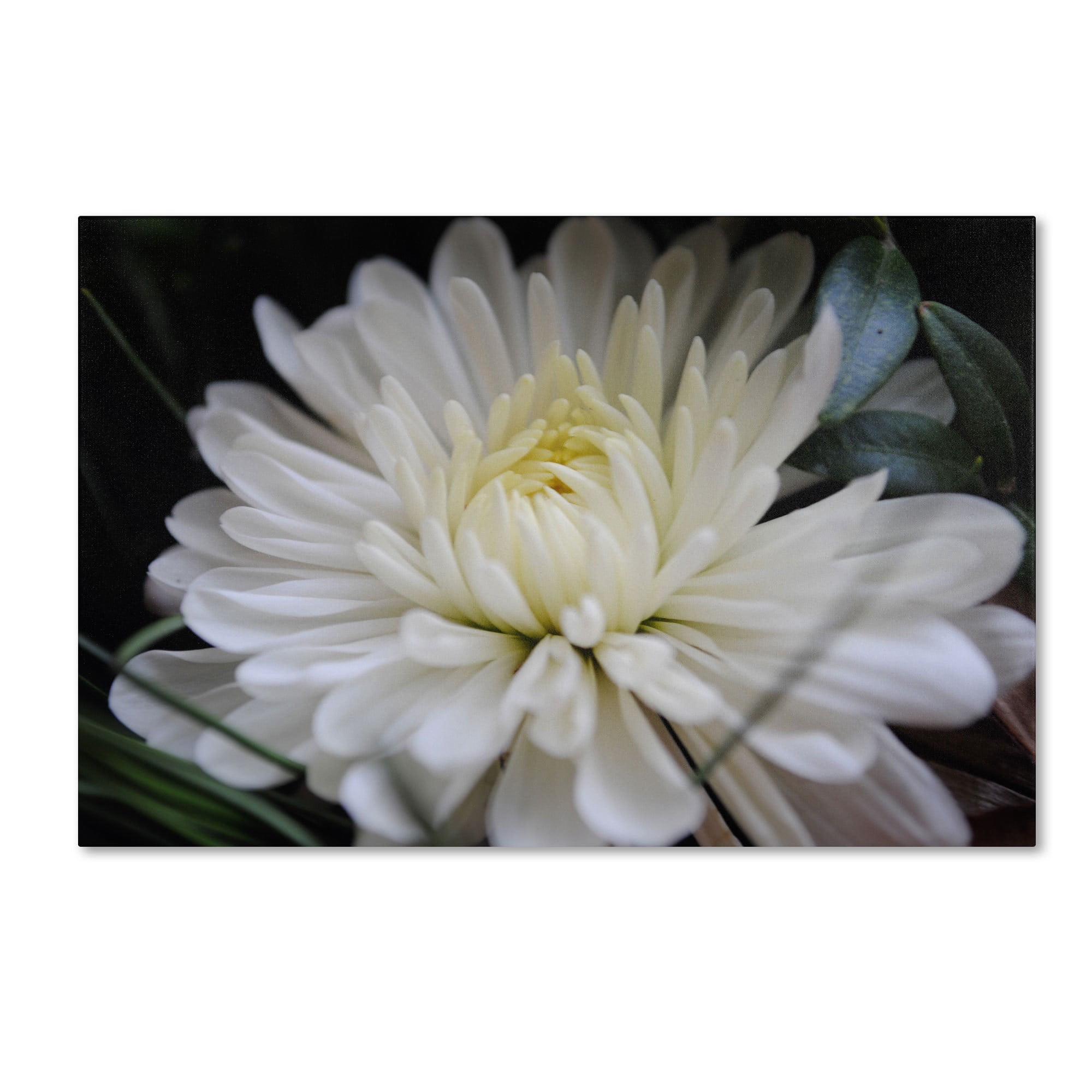 Trademark Fine Art "Vintage Culture" Canvas Art by Monica Fleet