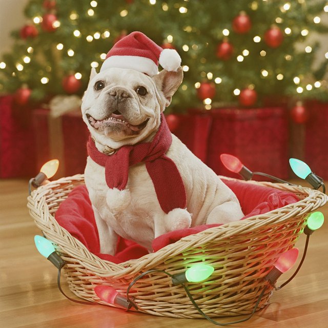 Gorro de Papá Noel de peluche pequeño de Navidad, gorro para perros y gatos, decoración navideña, gorro para el hogar, regalo de Año Nuevo Zhivalor ZYY-0519