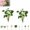 A-Green, variant on Seven 7 Plant Live Indoor Seven Live Plant For Decoration,Simulated Lotus Leaf*1