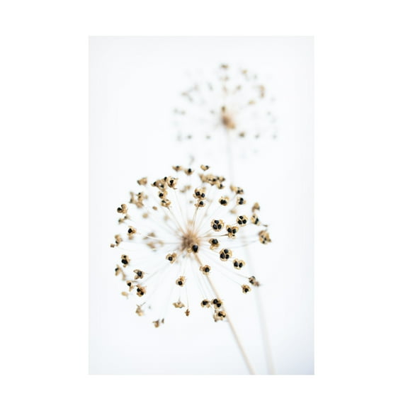 Trademark Fine Art Pictufy Studio Dried Flower 2 Natural Canvas Wall Art