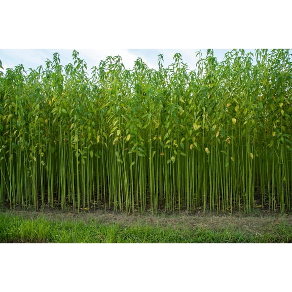 100 Seeds TOSSA JUTE Mallow Corchorus Olitorius African Sorrel Bush Okra Twine Vegetable Seeds