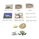 thumbnail image 4 of Juego de PVC con ciclo de vida de crecimiento animal, juguetes cognitivos para el aula para niños pequeños Tortuga marina, 4 of 9