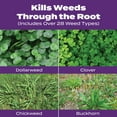 thumbnail image 6 of Scotts Turf Builder Bonus S Southern Weed & Feed, 34.48 lbs., 10,000 sq. ft., 6 of 10