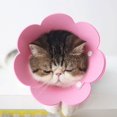thumbnail image 3 of Collier pour Animaux Collier Anti-Lichage Collier Protecteur Collier pour Chat Elizabeth (Rose, m), 3 of 5