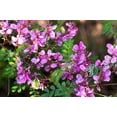 thumbnail image 6 of 50 TRUE INDIGO Dye Indigo Indigofera Tinctoria Pink Purple Sub Shrub Flower Seeds, 6 of 10