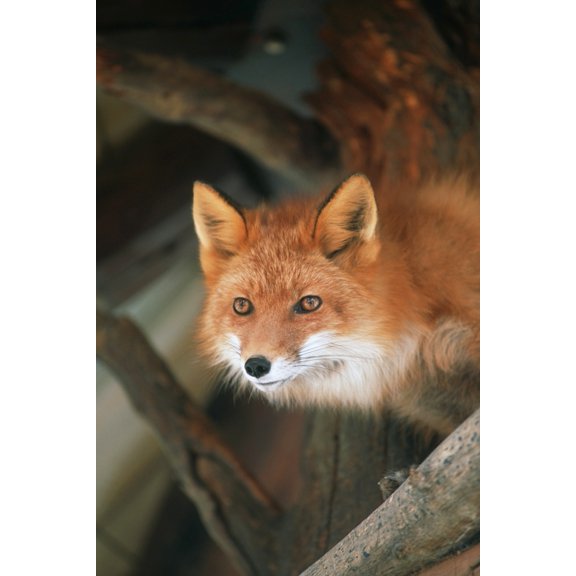 Red Fox Sitting Under A Shelter At The Alaska Wildlife Conservation Center In Southcentral Alaska Captive Canvas Art - Doug Lindstrand  Design Pics (22 x 34)