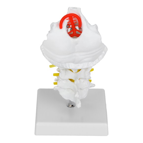 With Base Cervical Vertebra Model, Spinal Model, Laboratory Display Exhibitions