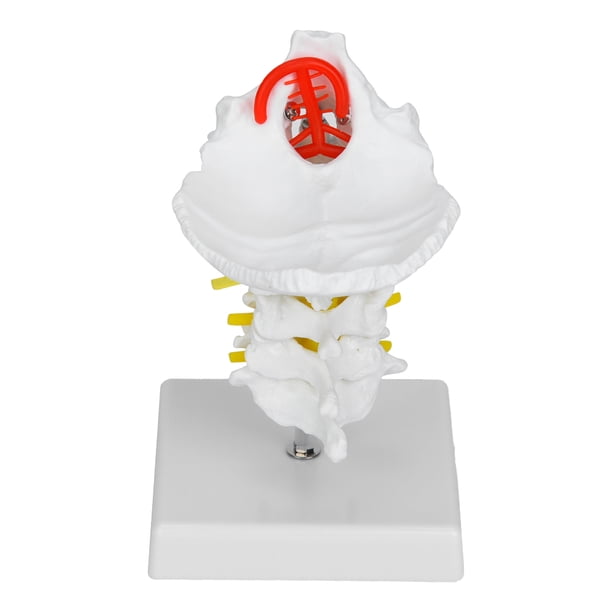 Columna cervical de tamaño natural con nervios y arterias vértebra cervical Arteria Columna vertebral Nervios espinales Modelo anatómico 1: 1 Modelo anatómico de vértebra ANGGREK Otros
