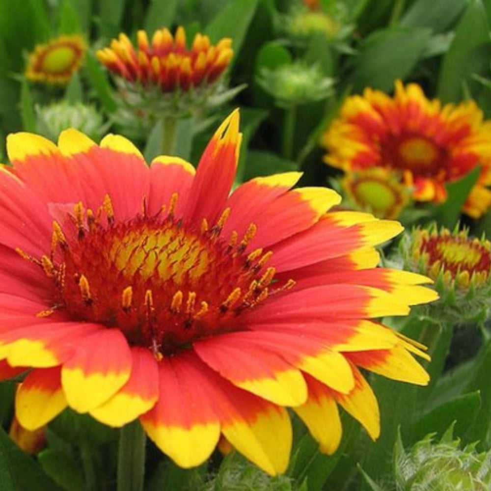 20 Seeds Gaillardia Pulchella Lorenziana Blanket Flower Indian Blanket Wildflower Pollinator Friendly Gardening Essentials