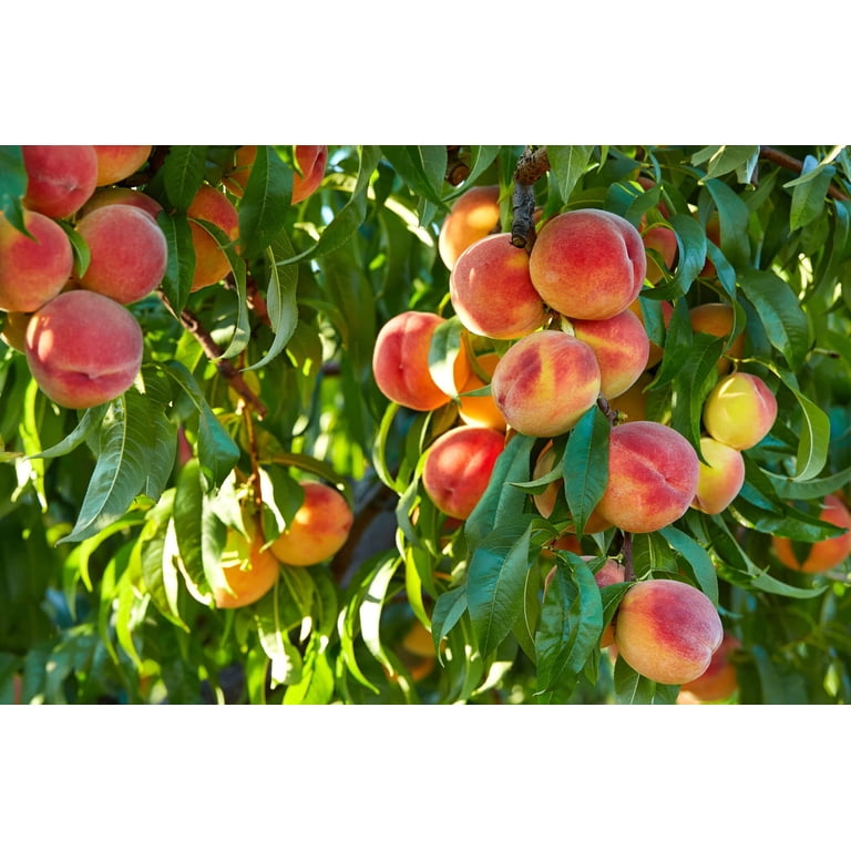 CZ Grain 4 Peach Bonsai Tree Plant Seed, Indoor Growing - Walmart.com