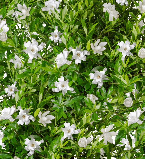 Southern Living Fool Proof Gardenia Live Shrub in 2-Gallon Grower Pot