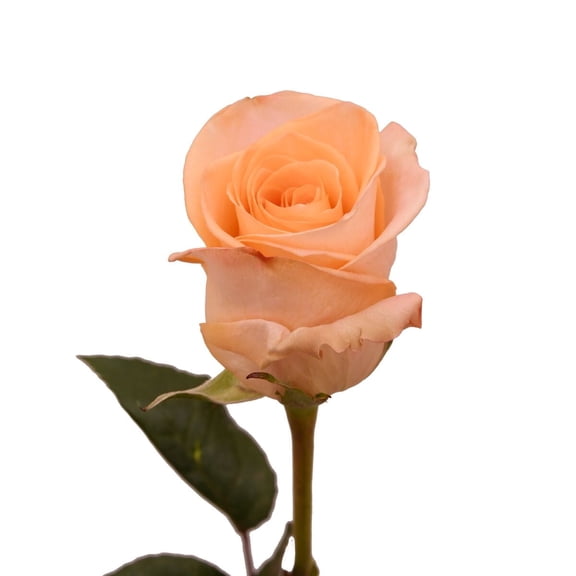 Peach Roses - Farm Direct Fresh Cut Flowers - 125 Stems