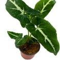 thumbnail image 5 of Syngonium Wayetii, 4 inch, Arrowhead Vine Rare Syngonium House Plant, 5 of 9