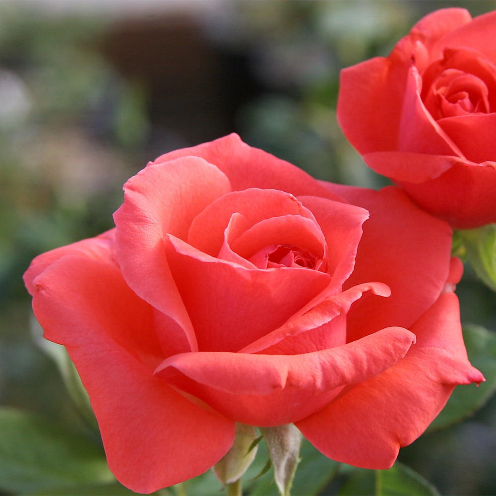 Heirloom Roses America Climbing Rose Live Plants
