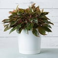 thumbnail image 5 of ZOPan Root & Vessel Majestic Full Depth Cylinder Pot, Glossy White, 14-Inch, 5 of 13