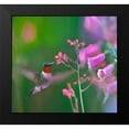 thumbnail image 2 of Fitzharris, Tim 13x12 Black Modern Framed Museum Art Print Titled - Ruby Throated Hummingbird, 2 of 5