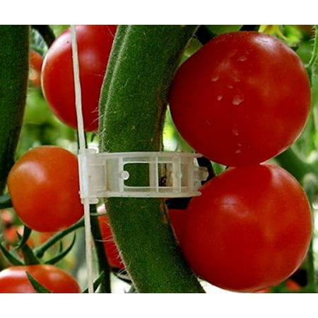 Plant Clips Support Tomatoes, Peppers, Vine Plants & Flowers to Grow Upright: 100 Plant (Best Tomato Plant To Grow In A Pot)