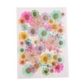 thumbnail image 2 of 1 Paquete de Flores Secas Prensadas Naturales Hojas DIY 34-40pcs Primavera A sol Perfecl Flores secas prensadas naturales, 2 of 6