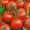 thumbnail image 1 of Early Boy Bush F1 Hybrid Tomato Seeds - 5 Lb Bulk ~544000 Seeds - Non-GMO, F1 Hybrid - Vegetable Garden - Lycopersicon esculentum, 1 of 1
