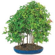 Trident Maple Grove Bonsai Tree