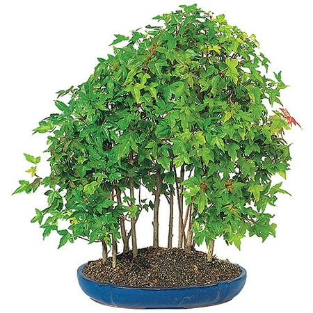 Trident Maple Grove Bonsai Tree