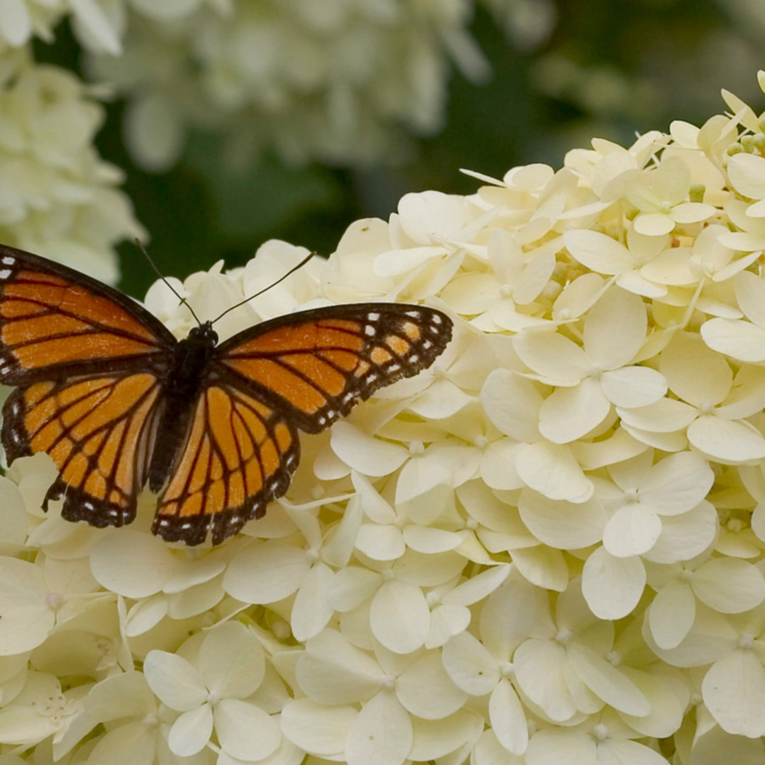 Proven Winners ColorChoice 5" 'Limelight' Panicle Hydrangea Live Plant in 4.5" Pot (4 Count)