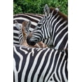 thumbnail image 2 of Hopkins, Cindy Miller 17x24 Black Ornate Wood Framed with Double Matting Museum Art Print Titled - Africa-Kenya-Serengeti Plains-Maasai Mara-Plains zebra aka common or Burchells zebra, 2 of 4