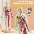 thumbnail image 3 of Yesbay 1 Set Human Body Model with Tray Tweezers ,Removable Human Torso Anatomy Teaching Aid School Students Organs Bones Learning Educational Toy, 3 of 13