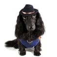 thumbnail image 4 of Pet Dog Cowboy Hat with Adjustable Chin Strap, Creative Jazz Fedora Cap Headwear for Puppies Small Medium Dogs and Cats, Funny Costume Birthday Party Cosplay Photo Shoots Apparel, 4 of 5