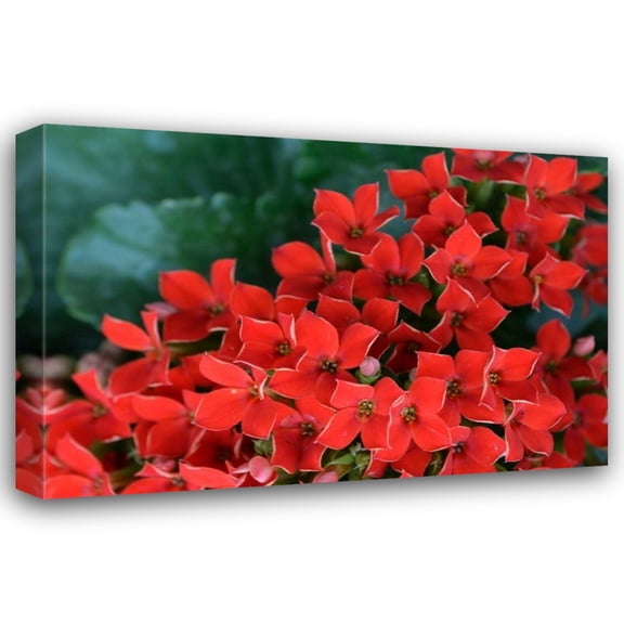 Brian Moore 24x17 Gallery Wrapped Canvas Wall Art Titled - Red Flowers