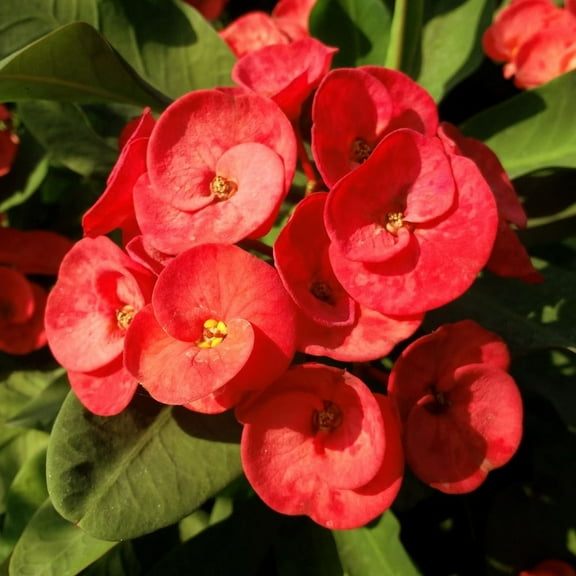 Red Crown of Thorns Live Plant, Euphorbia Milii Live Plants Outdoor Growing, 4-8 Inch