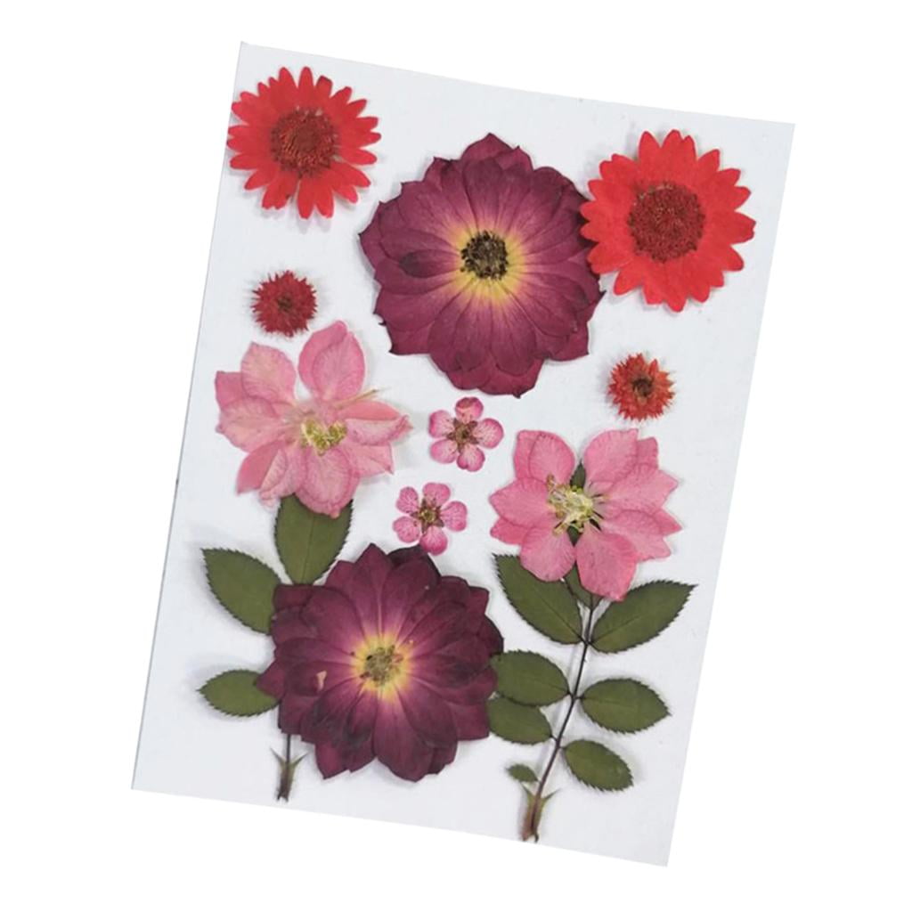 FVDPWYE 6Pcs Real Pressed Dried Flower Leaves for DIY Scrapbooking CardMaking Art Crafts