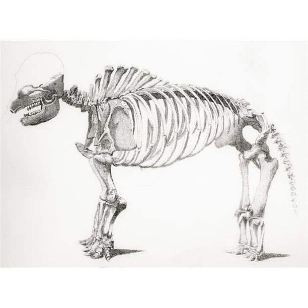 Design Pics DPI2430409 Squelette d'Un Mastodonte un Mammifère Éteint Lié à l'Éléphant de l'Encyclopédie Nationale Publié C.1890 Poster Print, 16 x 12