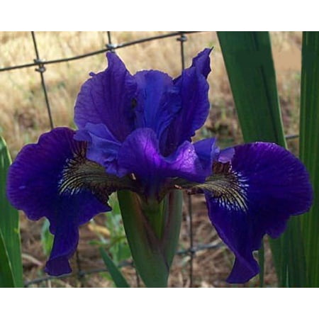 - Ruffled Velvet Siberian Iris - AGM WINNER! - Quart Pot