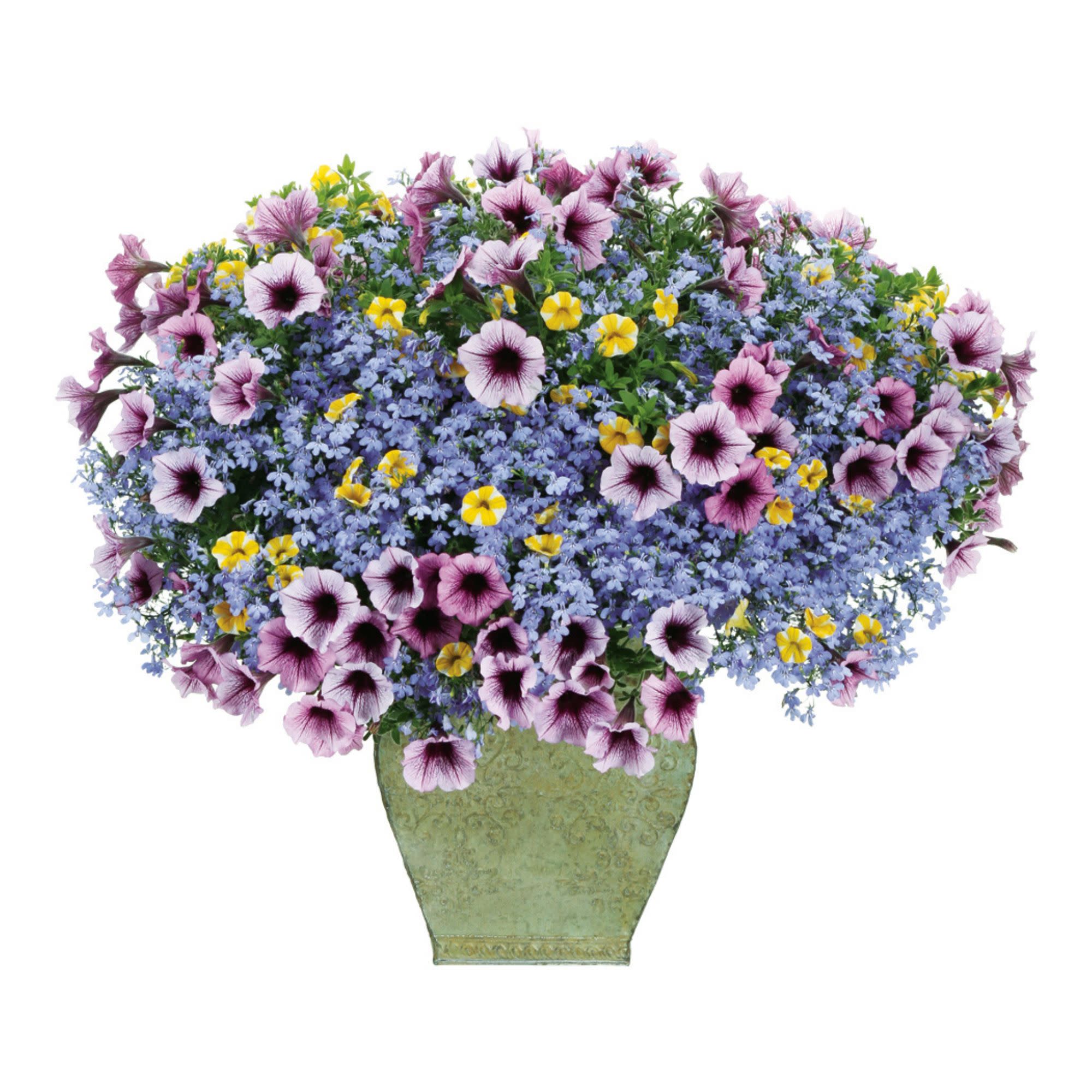 Proven Winners 4" Laguna Sky Blue Lobelia Live Plant in 4.25" Pot (4 Count)