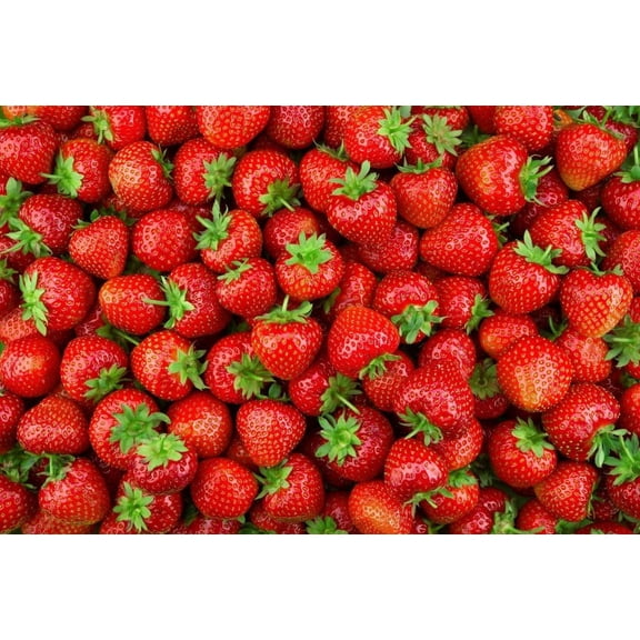 Ozark Beauy Strawberry Plants - Iconic Strawberry Variety - Bare Root Plants (5 Strawberry Plants)