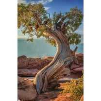 Beth Sheridan - Dead Horse Point Wall Poster, 14.725" x 22.375"