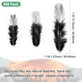 thumbnail image 3 of Uxcell 600-Pack Plumas para Manualidades, Negro 1.57-3.15 Pulgadas Plumas Naturales Esponjosas para Decoraciones de Bodas, 3 of 6