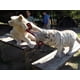 thumbnail image 2 of Juguete para perros TUFFY Ultimate Bone-Squeakers Durable Red Paw, 2 of 2