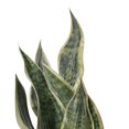 thumbnail image 2 of 18" Green Snake Plant in Cement Pot, 2 of 2