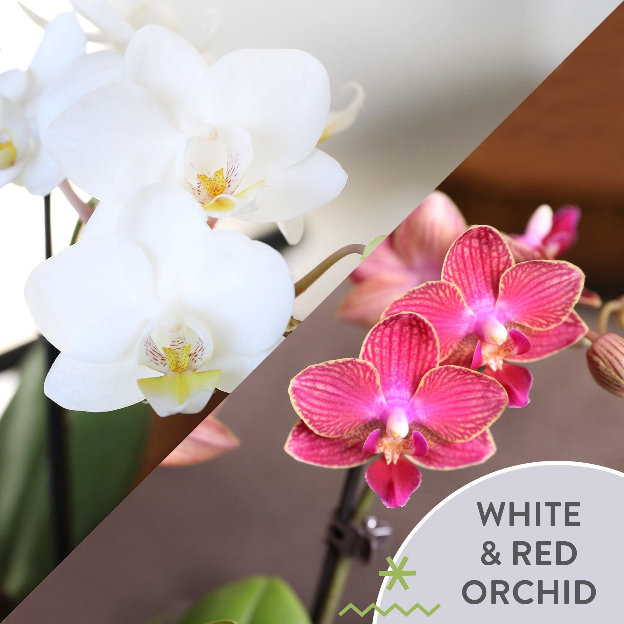 Just Add Ice 12-Pack Mini Red and White Orchids Live Plant Holiday Party Favors or Decor, 6-10" Height in 2.5" Diameter White Ceramic, House Plant