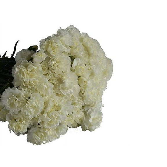 KaBloom: Fall Collection-Bulk 100 White Carnation,Next-Day Delivery, Gift of Fresh Flowers for Every Occasion.