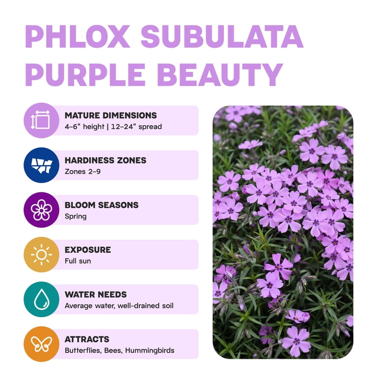 Expert Gardener Outdoor Live Plant Creeping Phlox Purple Beauty